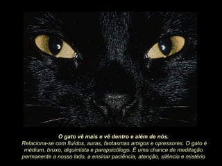 O gato vê mais e vê dentro e além de nós. Relaciona-se com fluídos, auras, fantasmas amigos e opressores. O gato é médium, bruxo, alquimista e parapsicólogo. É uma chance de meditação permanente a nosso lado, a ensinar paciência, atenção, silêncio e mistério 