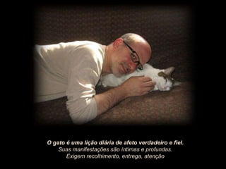 O gato é uma lição diária de afeto verdadeiro e fiel. Suas manifestações são íntimas e profundas.  Exigem recolhimento, entrega, atenção 