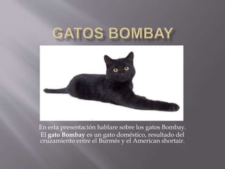 En esta presentación hablare sobre los gatos Bombay.
El gato Bombay es un gato doméstico, resultado del
cruzamiento entre el Burmés y el American shortair.
 