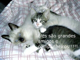 Eles são grandes amigos e companheiros!!!!! 