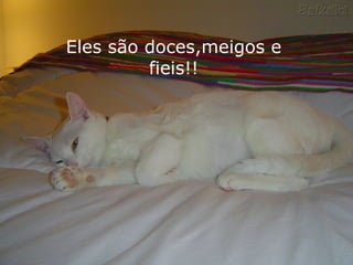 Eles são doces,meigos e fieis!! 