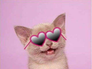 Aparência geral
São gatos de pêlo longo, saudáveis, musculosos, com
movimentação equilibrada. A pelagem não forma nós,
 nem cachos (com exceção da região do abdômen).
         As fêmeas (peso ideal a partir de
3 kg chegando a 5kg, sem aparentar ser gordo) são
bem menores do que os machos (que podem chegar a
 8kg, sem aparentar ser gordo). A cauda é portada
                       ereta.
 