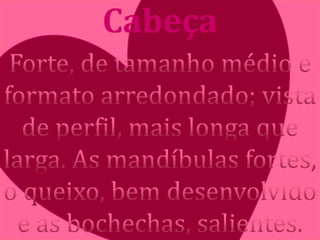 Cabeça
 