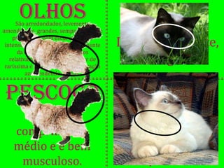 Olhos
      São arredondados, levemente
                                             Corpo
amendoados, grandes, sempre azuis (de
    preferência bem escuros, o mais
 intenso possível), independentemente    De ossatura forte,
      da cor da pelagem. Inseridos
   relativamente distantes. Apesar de
 raríssima é também aceita a coloração
                                            retangular.
          azul tendendo ao lilás.



 Pescoço                                   Cauda
                                           A cauda apresenta
       Possui                            comprimento médio,
    comprimento                           em proporção com o
    médio e é bem                        corpo, formando uma
     musculoso.                                  pluma.
 