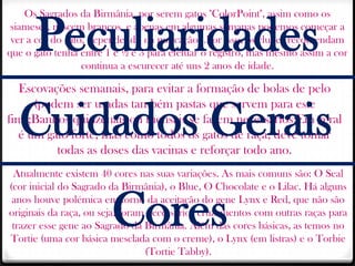 Os Sagrados da Birmânia, por serem gatos "ColorPoint", assim como os


      Peculiaridades
 siameses, nascem brancos, e apenas em algumas semanas podemos começar a
 ver a cor do gato, dependendo da marcação...Por isso, os clubes recomendam
que o gato tenha entre 1 e ½ e 3 para efetuar o registro, mas mesmo assim a cor
                  continua a escurecer até uns 2 anos de idade.

  Escovações semanais, para evitar a formação de bolas de pelo
     (podem ser usadas também pastas que servem para este

  Cuidados Gerais
fim);Banhos quinzenais ou mensais se fazem necessários;Em geral
  é um gato forte, mas como todos os gatos de raça, deve tomar
         todas as doses das vacinas e reforçar todo ano.
 Atualmente existem 40 cores nas suas variações. As mais comuns são: O Seal
(cor inicial do Sagrado da Birmânia), o Blue, O Chocolate e o Lilac. Há alguns


                        Cores
 anos houve polémica em torno da aceitação do gene Lynx e Red, que não são
originais da raça, ou seja, foram necessários cruzamentos com outras raças para
 trazer esse gene ao Sagrado da Birmânia. Além das cores básicas, as temos no
Tortie (uma cor básica mesclada com o creme), o Lynx (em listras) e o Torbie
                                 (Tortie Tabby).
 