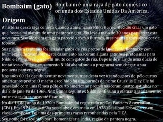 Bombaim (gato)              Bombaim é uma raça de gato doméstico
                            oriunda dos Estados Unidos Da América.
Origem
A história dessa raça começa quando a americana Nikki Horner decidiu criar um gato
que fosse a miniatura de uma pantera negra. Ela levou mais de 30 anos para criar esta
nova raça. Seu ideal era um gato parecido com o Burmês, mas negro e com olhos cor de
topázio.
Sua primeira tentativa foi acasalar gatos de rua pretos de Louisville, Kentucky com
burmeses. Efetivamente deste casamento nasceram alguns gatinhos pretos mas para
Nikki eles ainda se pareciam muito com gatos de rua. Depois de mais de uma dúzia de
tentativas com este cruzamento Nikki abandonou o programa sem chegar a sua
pequena pantera negra.
Nos anos 60 ela decidiu tentar novamente, mas desta vez usando gatos de pêlo curtos
americanos pretos. O macho escolhido foi um burmês de nome Caussius Clay. Ele foi
acasalado com uma fêmea pêlo curto americano preta e nasceram quatro gatinhos no
dia 2 de janeiro de 1966. Nos 5 anos seguintes Nikki continuou a efetuar acasalamentos
entre estas duas raças até fixar um tipo.
No dia 14 de junho de 1970 o Bombaim foi registrado no Cat Fanciers Association
(CFA). Em 1974 ele já tinha seu clube e em maio em 1976 ele já podia concorrer em
classe campeão. Foi uma das primeiras raças reconhecidas pela TICA.
Seu nome foi escolhido para homenagear a Índia, região da pantera negra.
 