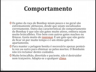 Comportamento

0 Os gatos da raça de Bombay miam pouco e no geral são
  extremamente afetuosos, desde que sejam socializados
  corretamente. Outra das características do comportamento
  do Bombay é que não são gatos muito ativos, embora sejam
  muito brincalhões. Vive bem com outros gatos machos ou
  fêmeas. Gosta muito de ronronar. É um gato que não gosta
  de ficar só por muito tempo e é um ótimo gato de
  apartamento.
0 Para manter a pelagem bonita é necessário apenas penteá-
  lo vez ou outra para eliminar os pelos mortos. O Bombaim
  não irá reclamar destes cuidados.
0 Muito brincalhão, divertido e paciente, não é destruidor
  nem traiçoeiro. Adapta-se a qualquer clima.
 