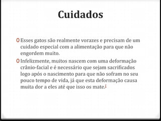 Cuidados

0 Esses gatos são realmente vorazes e precisam de um
  cuidado especial com a alimentação para que não
  engordem muito.
0 Infelizmente, muitos nascem com uma deformação
  crânio-facial e é necessário que sejam sacrificados
  logo após o nascimento para que não sofram no seu
  pouco tempo de vida, já que esta deformação causa
  muita dor a eles até que isso os mate.[
 