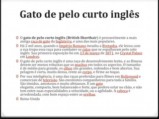 Gato de pelo curto inglês

0 O gato de pelo curto inglês (British Shorthair) é provavelmente a mais
    antiga raça de gato da Inglaterra, e uma das mais populares.
0   Há 2 mil anos, quando o Império Romano invadiu a Bretanha, ele levou com
    a sua tropa essa raça para combater os ratos que se espalhavam pelo solo
    inglês. Sua primeira exposição foi em 13 de março de 1871, no Crystal Palace
    em Londres.
0   O gato de pelo curto inglês é uma raça de desenvolvimento lento, e as fêmeas
    devem ser menos robustas que os machos em todos os aspectos. O tamanho
    é de médio para grande, os olhos são grandes, redondos e bem abertos. Sua
    pelagem é curta, muito densa, rente ao corpo, e firme ao toque.
0   Por sua inteligência, é uma das raças preferidas para filmes em Hollywood e
    comerciais de televisão. São excelentes companheiros para toda a família.
    São tímidos, amistosos e muito afetuosos. É um gato
    elegante, compacto, bem balanceado e forte, que prefere estar no chão, e não
    tem entre suas especialidades a velocidade, ou a agilidade. A cabeça é
    arredondada, com bom espaço entre as orelhas.
0   Reino Unido
 