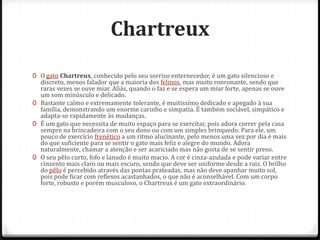 Chartreux
0 O gato Chartreux, conhecido pelo seu sorriso enternecedor, é um gato silencioso e
  discreto, menos falador que a maioria dos felinos, mas muito ronronante, sendo que
  raras vezes se ouve miar. Aliás, quando o faz e se espera um miar forte, apenas se ouve
  um som minúsculo e delicado.
0 Bastante calmo e extremamente tolerante, é muitissímo dedicado e apegado à sua
  família, demonstrando um enorme carinho e simpatia. É também sociável, simpático e
  adapta-se rapidamente às mudanças.
0 É um gato que necessita de muito espaço para se exercitar, pois adora correr pela casa
  sempre na brincadeira com o seu dono ou com um simples brinquedo. Para ele, um
  pouco de exercício frenético a um ritmo alucinante, pelo menos uma vez por dia é mais
  do que suficiente para se sentir o gato mais feliz e alegre do mundo. Adora
  naturalmente, chamar a atenção e ser acariciado mas não gosta de se sentir preso.
0 O seu pêlo curto, fofo e lanudo é muito macio. A cor é cinza-azulada e pode variar entre
  cinzento mais claro ou mais escuro, sendo que deve ser uniforme desde a raiz. O brilho
  do pêlo é percebido através das pontas prateadas, mas não deve apanhar muito sol,
  pois pode ficar com reflexos acastanhados, o que não é aconselhável. Com um corpo
  forte, robusto e porém musculoso, o Chartreux é um gato extraordinário.
 