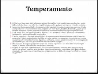 Temperamento
0 O Chartreux é um gato dócil, afectuoso, amável, brincalhão, com uma forte personalidade e muito
  independente. Com o seu olhar doce e pêlo lanudo, cativa qualquer um logo no primeiro instante.
0 Apresenta algumas qualidades típicas de um cão, seguindo o seu dono para onde quer que ele vá e
  acompanhando-o nos momentos mais alegres e nos mais tristes, também. Demonstra, assim a sua
  enorme devoção e carinho, podendo ressentir-se bastante numa ausência prolongada do dono.
0 É um amigo fiel e um óptimo guardião. Apesar da sua aparência calma é dotado de uma extrema
  inteligência e não dispensa uma bela caçada.
0 É muito silencioso e sensível, pois não gosta de demonstrar os seus sentimentos e raras vezes se
  ouve miar. É o gato menos falador de todas as raças, mas em contrapartida, contempla-nos com os
  seus eternos e constantes ronrons. É por isso conhecido como o gato ronronante. Demonstra grande
  afectividade pelo seu dono, manifestando a sua felicidade e alegria.
0 Mas, cuidado. É um gato que prefere sofrer em silêncio e por isso o seu dono deve estar sempre
  atento. E, mesmo no veterinário não deixa de ronronar.
0 Gostam de viver num ambiente calmo, são bastante tolerantes e sociáveis. Mas, não gostam de
  ruídos estranhos e barulhos altos, por isso, é de evitar discussões junto deste gato, pois pode ficar
  assustado. Normalmente, nestas situações opta por retirar-se do local, pois prefere fazê-lo a tornar-
  se agressivo.
 