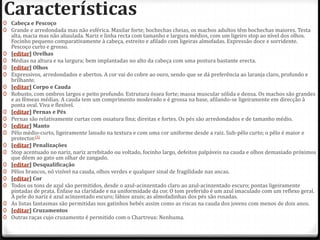 Características
0 Cabeça e Pescoço
0 Grande e arredondada mas não esférica. Maxilar forte; bochechas cheias, os machos adultos têm bochechas maiores. Testa
  alta, macia mas não abaulada. Nariz e linha recta com tamanho e largura médios, com um ligeiro stop ao nível dos olhos.
  Focinho pequeno comparativamente à cabeça, estreito e afilado com ligeiras almofadas. Expressão doce e sorridente.
  Pescoço curto e grosso.
0 [editar] Orelhas
0 Médias na altura e na largura; bem implantadas no alto da cabeça com uma postura bastante erecta.
0 [editar] Olhos
0 Expressivos, arredondados e abertos. A cor vai do cobre ao ouro, sendo que se dá preferência ao laranja claro, profundo e
  brilhante.
0 [editar] Corpo e Cauda
0 Robusto, com ombros largos e peito profundo. Estrutura óssea forte; massa muscular sólida e densa. Os machos são grandes
  e as fêmeas médias. A cauda tem um comprimento moderado e é grossa na base, afilando-se ligeiramente em direcção à
  ponta oval. Viva e flexível.
0 [editar] Pernas e Pés
0 Pernas são relativamente curtas com ossatura fina; direitas e fortes. Os pés são arredondados e de tamanho médio.
0 [editar] Manto
0 Pêlo médio-curto, ligeiramente lanudo na textura e com uma cor uniforme desde a raiz. Sub-pêlo curto; o pêlo é maior e
  protector.[1]
0 [editar] Penalizações
0 Stop acentuado no nariz, nariz arrebitado ou voltado, focinho largo, defeitos palpáveis na cauda e olhos demasiado próximos
  que dêem ao gato um olhar de zangado.
0 [editar] Desqualificação
0 Pêlos brancos, nó visível na cauda, olhos verdes e qualquer sinal de fragilidade nas ancas.
0 [editar] Cor
0 Todos os tons de azul são permitidos, desde o azul-acinzentado claro ao azul-acinzentado escuro; pontas ligeiramente
  pintadas de prata. Ênfase na claridade e na uniformidade da cor. O tom preferido é um azul imaculado com um reflexo geral.
  A pele do nariz é azul acinzentado escuro; lábios azuis; as almofadinhas dos pés são rosadas.
0 As listas fantasmas são permitidas nos gatinhos bebés assim como as riscas na cauda dos jovens com menos de dois anos.
0 [editar] Cruzamentos
0 Outras raças cujo cruzamento é permitido com o Chartreux: Nenhuma.
 