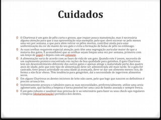 Cuidados
0 O Chartreux é um gato de pêlo curto e grosso, que requer pouca manutenção, mas é necessária
  alguma atenção para que a sua apresentação seja exemplar, pelo que: deve escovar-se pelo menos
  uma vez por semana, o que para além retirar os pêlos mortos, contribui ainda para uma
  uniformização da cor do manto do seu gato e evita a formação de bolas de pêlo no estômago.
0 As suas orelhas requerem especial atenção, pois têm uma segregação auricular maior do que a
  maioria dos gatos. É aconselhável que as orelhas sejam limpas uma vez por semana, primeiro com
  um lenço de papel e depois com um cotonete.
0 A alimentação varia de acordo com as fases de vida de um gato. Quando este é jovem, necessita de
  um suplemento proteico encontrado em rações de boa qualidade para gatinhos. O gato Chartreux
  tem um desenvolvimento diferente dos outros gatos e apenas atinge a maturidade perto dos quatro
  anos de idade, pelo que este tipo de alimentação deve ser administrada até mais tarde. Se o gato for
  castrado, tiver pouco actividade ou uma idade já avançada, deve-se dar um alimento menos rico, de
  forma a não ficar obeso. Têm tendência para gengivites, daí a necessidade de ingerirem alimentos
  secos.
0 Em alguns Chartreux os dentes incisivos de leite não caem, pelo que logo que nascem os definitivos é
  preciso arrancá-los.
0 Instintivamente procura o tabuleiro para as suas necessidades, preferencialmente, utilize uma areia
  aglomerante, que facilita a limpeza e torna possível ter uma casa de banho asseada e sempre fresca.
0 É um gato robusto e saudável mas precisa de ir ao veterinário para fazer os seus check-ups regulares
  e limpeza (destartarização) periódica dos dentes.
 