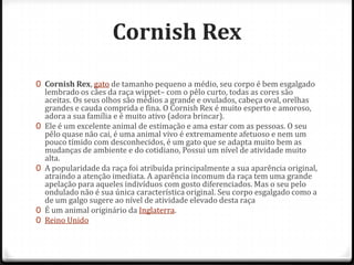 Cornish Rex

0 Cornish Rex, gato de tamanho pequeno a médio, seu corpo é bem esgalgado
    lembrado os cães da raça wippet– com o pêlo curto, todas as cores são
    aceitas. Os seus olhos são médios a grande e ovulados, cabeça oval, orelhas
    grandes e cauda comprida e fina. O Cornish Rex é muito esperto e amoroso,
    adora a sua família e é muito ativo (adora brincar).
0   Ele é um excelente animal de estimação e ama estar com as pessoas. O seu
    pêlo quase não cai, é uma animal vivo é extremamente afetuoso e nem um
    pouco tímido com desconhecidos, é um gato que se adapta muito bem as
    mudanças de ambiente e do cotidiano, Possui um nível de atividade muito
    alta.
0   A popularidade da raça foi atribuída principalmente a sua aparência original,
    atraindo a atenção imediata. A aparência incomum da raça tem uma grande
    apelação para aqueles indivíduos com gosto diferenciados. Mas o seu pelo
    ondulado não é sua única característica original. Seu corpo esgalgado como a
    de um galgo sugere ao nível de atividade elevado desta raça
0   É um animal originário da Inglaterra.
0   Reino Unido
 