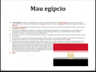 Mau egípcio
0   O Mau Egípcio é uma raça de gato que descende de animais originários do Antigo Egipto, que eram considerados
    semi-deuses em virtude da veneração à deusa Bastet. Podem ser vistos em papiros e construções egípcias anteriores a
    1000 a.C.
0   A princesa Troubetzkoï levou exemplares para a Europa e a raça foi desenvolvida nos Estados Unidos a partir desses
    exemplares europeus.
0   Essa raça foi relativamente extinta, no entanto, têm sido feitos cruzamentos na Europa para se criarem gatos que
    apresentem os padrões existentes nessa antiga raça. Esta linhagem baseou-se originalmente em gatos rajados
    produzidos durante a criação dos Siameses Tabby Point.
0   É um gato doméstico de temperamento calmo. Esperto e dedicado, possui laços afectivos extremamente fortes com os
    seus donos.
0   O seu aspecto é perfeitamente balanceado entre esbelto e roliço. A sua cabeça triangular é levemente arredondada. O
    focinho não é pontudo e os seus olhos são oblíquos, de formato oval, geralmente de cor verde.
0   Existem três cores, tendo exemplares prata, bronze e preto fosco. A cor principal é composta de pêlos listrados com
    pontas pretas. Pelo menos duas listras devem ser visíveis em cada pêlo. A coloração preta pode modificar para um
    marron claro se o gato for exposto ao sol forte por muito tempo. Todas as pigmentações possuem a usual padronagem
    malhada associada aos tabbies. As próprias manchas devem ser claramente definidas. As malhas são redondas e
    distribuídas de modo uniforme por todo o corpo do gato. Há também os chamados "botões de colete" no peito e
    barriga. Em filhotes recém-nascidos, as malhas tendem a ser menos definidas. O contraste na coloração destes gatos
    leva até dois anos para desenvolver-se completamente. A base dos pêlos é esbranquiçada e as pontas pretas, criando
    um contraste quando o gato se movimenta.[1]
0   Egito
 
