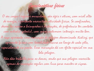 Características físicas
 O seu corpo é esguio e musculoso, são ágeis e ativos, com nível alto
  de energia, e portanto necessitam atividade física. Se confinados,
devem ter acesso a brinquedos e distrações, de preferência ter contato
  com outro(s) gatos(s), com quem costumam interagir muito bem.
A raça apresenta uma marcação de pelagem denominada ticking, que
   apresenta faixas com tonalidade escura ao longo de cada pêlo,
especialmente na ponta. Essa marcação dá um efeito especial em sua
                             bela pelagem.
  Não dão trabalho para os donos, sendo que sua pelagem necessita
     apenas de escovação regular com luva para manter-se viçosa.
 