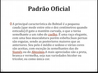 Padrão Oficial

0 A principal característica do Bobtail é a pequena
 cauda (que mede entre oito e dez centímetros quando
 esticada).O gato a mantém curvada, o que a torna
 semelhante a um rabo de coelho. É uma raça elegante,
 com uma boa musculatura porém esbelta.Suas pernas
 são esguias, sendo as posteriores maiores que as
 anteriores. Seu pelo é médio e sedoso e várias cores
 são aceitas, com exceção às semelhantes das do
 Siamês ou do Abissínio.A mais apreciadas são a preta,
 branca e vermelha, seja nas variedades bicolor ou
 tricolor, ou como única cor.
 