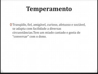 Temperamento

0 Tranqüilo, fiel, amigável, curioso, afetuoso e sociável,
 se adapta com facilidade a diversas
 circunstâncias.Tem um miado cantado e gosta de
 "conversar" com o dono.
 