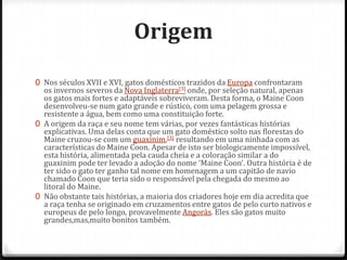 Origem

0 Nos séculos XVII e XVI, gatos domésticos trazidos da Europa confrontaram
  os invernos severos da Nova Inglaterra[3] onde, por seleção natural, apenas
  os gatos mais fortes e adaptáveis sobreviveram. Desta forma, o Maine Coon
  desenvolveu-se num gato grande e rústico, com uma pelagem grossa e
  resistente a água, bem como uma constituição forte.
0 A origem da raça e seu nome tem várias, por vezes fantásticas histórias
  explicativas. Uma delas conta que um gato doméstico solto nas florestas do
  Maine cruzou-se com um guaxinim,[3] resultando em uma ninhada com as
  características do Maine Coon. Apesar de isto ser biologicamente impossível,
  esta história, alimentada pela cauda cheia e a coloração similar a do
  guaxinim pode ter levado a adoção do nome 'Maine Coon'. Outra história é de
  ter sido o gato ter ganho tal nome em homenagem a um capitão de navio
  chamado Coon que teria sido o responsável pela chegada do mesmo ao
  litoral do Maine.
0 Não obstante tais histórias, a maioria dos criadores hoje em dia acredita que
  a raça tenha se originado em cruzamentos entre gatos de pelo curto nativos e
  europeus de pelo longo, provavelmente Angorás. Eles são gatos muito
  grandes,mas,muito bonitos também.
 
