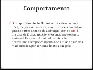 Comportamento

0 O comportamento do Maine Coon é extremamente
 dócil, meigo, companheiro, dando-se bem com outros
 gatos e outros animais de estimação, como o cão. É
 um gato de fácil adaptação, e essencialmente muito
 amigável. É carente de cuidados e atenção,
 necessitando sempre companhia. Seu miado é um dos
 mais curiosos, por ser semelhante a um grilo.
 
