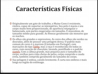 Características Físicas

0 Originalmente um gato de trabalho, o Maine Coon é resistente,
  rústico, capaz de suportar as intempéries. Seu pelo é macio e seu
  corpo muito bem proporcionado, de aparência retangular e
  balanceada, sem partes exageradas em tamanho. É musculoso, de
  tamanho médio para grande. As fêmeas geralmente são menores que
  os machos.
0 Os olhos são grandes e expressivos. As cores dos olhos são verdes ou
  douradas, além de possuir uma pelagem densa. O padrão mais
  comum de cores é o marrom (Castanho em Portugal), com
  marcações do tipo Tabby, mas a raça é reconhecida em todas as
  cores, com exceção de chocolate, lavanda, pontilhado e o padrão
  siamês. Com a cabeça grande, mas pequena para o tamanho do
  corpo, orelhas para cima cheias de pelos, corpo comprido e cauda
  ereta, também comprida geralmente do tamanho do corpo.
0 Sua pelagem é sedosa, caindo levemente. É curta nos ombros e mais
  longa na região do estômago.
 