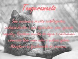 Temperamento
      São animais muito inteligentes,
 independentes e que aprendem com grande
rapidez. Gostam muito de água e costumam
   conviver bem com cães e outros gatos.
     Adaptam-se facilmente às pessoas.
 