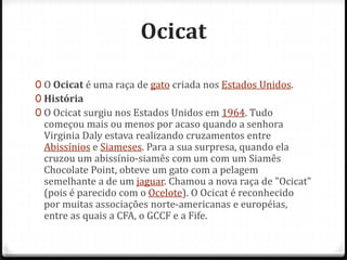 Ocicat

0 O Ocicat é uma raça de gato criada nos Estados Unidos.
0 História
0 O Ocicat surgiu nos Estados Unidos em 1964. Tudo
 começou mais ou menos por acaso quando a senhora
 Virginia Daly estava realizando cruzamentos entre
 Abissínios e Siameses. Para a sua surpresa, quando ela
 cruzou um abissínio-siamês com um com um Siamês
 Chocolate Point, obteve um gato com a pelagem
 semelhante a de um jaguar. Chamou a nova raça de "Ocicat"
 (pois é parecido com o Ocelote). O Ocicat é reconhecido
 por muitas associações norte-americanas e européias,
 entre as quais a CFA, o GCCF e a Fife.
 