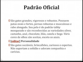 Padrão Oficial

0 São gatos grandes, vigorosos e robustos. Possuem
  patas ovais e fortes, pernas robustas e musculosas e
  rabo alongado. Seu pelo é do padrão tabby
  mosqueado e são reconhecidas as variedades silver,
  castanho, azul, chocolate, lilás, canela e bege. Váris
  cores de olhos são aceitas, exceto os azuis.
0 [editar] Personalidade
0 São gatos sociáveis, brincalhões, curiosos e espertos.
  Não suportam a solidão e adoram companhia e
  carícias.
 