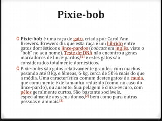 Pixie-bob

0 Pixie-bob é uma raça de gato, criada por Carol Ann
  Brewers. Brewers diz que esta raça é um híbrido entre
  gatos domésticos e lince-pardos (bobcats em inglês, visto o
  "bob" no seu nome). Teste de DNA não encontrou genes
  marcadores de lince-pardos,[1] e estes gatos são
  considerados totalmente domésticos.
0 Pixie-bobs são gatos relativamente grandes, com machos
  pesando até 8 kg, e fêmeas, 6 kg, cerca de 50% mais do que
  a média. Uma característica comum destes gatos é a cauda,
  que comumente é de tamanho reduzido (como no caso do
  lince-pardo), ou ausente. Sua pelagem é cinza-escuro, com
  pêlos geralmente curtos. São bastante sociáveis,
  especialmente aos seus donos,[2] bem como para outras
  pessoas e animais.[3]
 