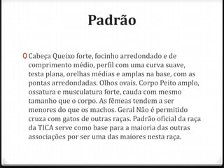 Padrão

0 Cabeça Queixo forte, focinho arredondado e de
 comprimento médio, perfil com uma curva suave,
 testa plana, orelhas médias e amplas na base, com as
 pontas arredondadas. Olhos ovais. Corpo Peito amplo,
 ossatura e musculatura forte, cauda com mesmo
 tamanho que o corpo. As fêmeas tendem a ser
 menores do que os machos. Geral Não é permitido
 cruza com gatos de outras raças. Padrão oficial da raça
 da TICA serve como base para a maioria das outras
 associações por ser uma das maiores nesta raça.
 