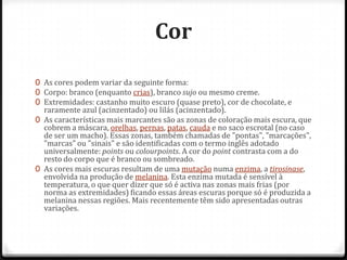 Cor

0 As cores podem variar da seguinte forma:
0 Corpo: branco (enquanto crias), branco sujo ou mesmo creme.
0 Extremidades: castanho muito escuro (quase preto), cor de chocolate, e
  raramente azul (acinzentado) ou lilás (acinzentado).
0 As características mais marcantes são as zonas de coloração mais escura, que
  cobrem a máscara, orelhas, pernas, patas, cauda e no saco escrotal (no caso
  de ser um macho). Essas zonas, também chamadas de "pontas", "marcações",
  "marcas" ou "sinais" e são identificadas com o termo inglês adotado
  universalmente: points ou colourpoints. A cor do point contrasta com a do
  resto do corpo que é branco ou sombreado.
0 As cores mais escuras resultam de uma mutação numa enzima, a tirosinase,
  envolvida na produção de melanina. Esta enzima mutada é sensível à
  temperatura, o que quer dizer que só é activa nas zonas mais frias (por
  norma as extremidades) ficando essas áreas escuras porque só é produzida a
  melanina nessas regiões. Mais recentemente têm sido apresentadas outras
  variações.
 