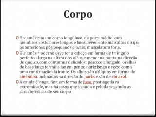 Corpo

0 O siamês tem um corpo longilíneo, de porte médio, com
  membros posteriores longos e finos, levemente mais altos do que
  os anteriores; pés pequenos e ovais; musculatura forte.
0 O siamês moderno deve ter a cabeça em forma de triângulo
  perfeito - larga na altura dos olhos e menor na ponta, na direção
  do queixo, com contornos delicados; pescoço alongado; orelhas
  de base larga terminadas em ponta; nariz longo e recto como
  uma continuação da fronte. Os olhos são oblíquos em forma de
  amêndoa, inclinados na direção do nariz, e são de cor azul.
0 A cauda é longa, fina, em forma de fuso, pontiaguda na
  extremidade, mas há casos que a cauda é peluda seguindo as
  características de seu corpo
 