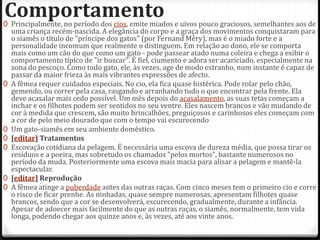 Comportamento
0 Principalmente, no período dos cios, emite miados e uivos pouco graciosos, semelhantes aos de
    uma criança recém-nascida. A elegância do corpo e a graça dos movimentos conquistaram para
    o siamês o título de "príncipe dos gatos" (por Fernand Méry), mas é o miado forte e a
    personalidade incomum que realmente o distinguem. Em relação ao dono, ele se comporta
    mais como um cão do que como um gato - pode passear atado numa coleira e chega a exibir o
    comportamento típico de "ir buscar". É fiel, ciumento e adora ser acariciado, especialmente na
    zona do pescoço. Como todo gato, ele, às vezes, age de modo estranho, num instante é capaz de
    passar da maior frieza às mais vibrantes expressões de afecto.
0   A fêmea requer cuidados especiais. No cio, ela fica quase histérica. Pode rolar pelo chão,
    gemendo, ou correr pela casa, rasgando e arranhando tudo o que encontrar pela frente. Ela
    deve acasalar mais cedo possível. Um mês depois do acasalamento, as suas tetas começam a
    inchar e os filhotes podem ser sentidos no seu ventre. Eles nascem brancos e vão mudando de
    cor à medida que crescem, são muito brincalhões, preguiçosos e carinhosos eles começam com
    a cor de pelo meio dourado que com o tempo vai escurecendo
0   Um gato-siamês em seu ambiente doméstico.
0   [editar] Tratamentos
0   Escovação cotidiana da pelagem. É necessária uma escova de dureza média, que possa tirar os
    resíduos e a poeira, mas sobretudo os chamados "pelos mortos", bastante numerosos no
    período da muda. Posteriormente uma escova mais macia para alisar a pelagem e mantê-la
    espectacular.
0   [editar] Reprodução
0   A fêmea atinge a puberdade antes das outras raças. Com cinco meses tem o primeiro cio e corre
    o risco de ficar prenhe. As ninhadas, quase sempre numerosas, apresentam filhotes quase
    brancos, sendo que a cor se desenvolverá, escurecendo, gradualmente, durante a infância.
    Apesar de adoecer mais facilmente do que as outras raças, o siamês, normalmente, tem vida
    longa, podendo chegar aos quinze anos e, às vezes, até aos vinte anos.
 