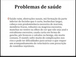 Problemas de saúde

0 Saúde ruim, obstruções nasais, má formação da parte
 inferior do focinho que é curto, bochechas largas,
 cabeça com predominância excessiva de marrom,
 membros fracos, robustez ou magreza excessiva,
 manchas no ventre ou olhos de cor que não seja azul e
 estrabismo excessivo, cauda curta em forma de
 gancho, pés brancos e calculos na bexiga, são muito
 comuns. O siamês sofre muito de complicações nos
 rins e pode ter dificuldades para urinar o que requer
 um acompanhamento do veterinário com prescrição
 de remédios injetáveis.
 