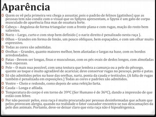 Aparência
0 Quem os vê pela primeira vez chega a assustar, pois o padrão de felinos (gatinhos) que as
    pessoas tem não condiz com o visual que os Sphynx apresentam, o Spynx é um gato de corpo
    musculado de aparência fina mas de ossatura forte.
0   Cabeça – Angulosa de forma triangular com a fronte plana e com rugas, maçãs do rosto bem
    salientes.
0   Nariz – Largo, curto e com stop bem definido ( o nariz direito é penalizado nesta raça ).
0   Olhos – Grandes em forma de limão, um pouco oblíquos, bem espaçados, e com um olhar muito
    expressivo.
0   Todas as cores são admitidas.
0   Orelhas – Grandes, quanto maiores melhor, bem afastadas e largas na base, com os bordos
    arredondados.
0   Patas - Devem ser longas, finas e musculosas, com os pés ovais de dedos longos, com almofadas
    bem espessas.
0   Pele – O mais nua possível, com uma textura que lembra a camurça ou a pele do pêssego,
    quente ao toque e muito agradável de acariciar, deve conservar rugas no pescoço, peito e patas.
0   Só são admitidos pelos na base das orelhas, nariz, ponta da cauda e testículos. (A falta de rugas
    também é penalizada em exposições.) Todas as cores e padrões são admitidos.
0   Ventre – Cheio e redondo, como depois de uma refeição farta.
0   Cauda – Longa e afilada.
0   Temperatura do corpo é em torno de 39ºC (Ser Humano é de 36ºC), dando a impressão de que
    estão com febre.
0   Por não possuir pelos, essa raça é muito procurada por pessoas desinformadas que acham que
    pelos provocam alergia, quando na realidade o fator causador encontra-se nas descamações da
    pele dos animais. Portanto, deve-se deixar claro que esta raça não é hipoalérgenica.
 