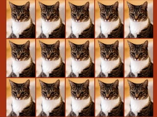 Características físicas
    Resistente, tem seu corpo muito bem proporcionado, forte, ágil, balanceado e
simétrico. Seu corpo é mais comprido do que alto, de tamanho médio para grande. As
   fêmeas devem ser menos robustas em todos os aspectos, e devem ser premiadas
              igualmente, se as proporções gerais estiverem de acordo.

Os olhos são grandes e amendoados, brilhantes e alerta. A distância entre os olhos
deve ser de, pelo menos, o equivalente a um olho. Os cantos externos dos olhos são
                   levemente mais altos que os cantos internos.

   A sua pelagem é curta, e de textura dura. Variações na grossura dos pelos são
permitidas de acordo com a região e estação do ano. A pelagem é densa o suficiente
             para proteção do tempo, frio e cortes superficiais na pele.
 