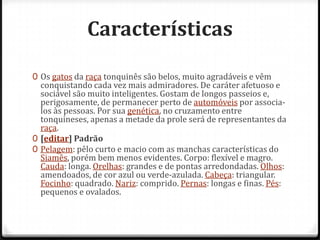 Características

0 Os gatos da raça tonquinês são belos, muito agradáveis e vêm
  conquistando cada vez mais admiradores. De caráter afetuoso e
  sociável são muito inteligentes. Gostam de longos passeios e,
  perigosamente, de permanecer perto de automóveis por associa-
  los às pessoas. Por sua genética, no cruzamento entre
  tonquineses, apenas a metade da prole será de representantes da
  raça.
0 [editar] Padrão
0 Pelagem: pêlo curto e macio com as manchas características do
  Siamês, porém bem menos evidentes. Corpo: flexível e magro.
  Cauda: longa. Orelhas: grandes e de pontas arredondadas. Olhos:
  amendoados, de cor azul ou verde-azulada. Cabeça: triangular.
  Focinho: quadrado. Nariz: comprido. Pernas: longas e finas. Pés:
  pequenos e ovalados.
 