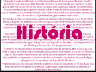 Segundo a lenda, existia num templo um gato branco, de pelo comprido, que era o fiel
   companheiro de um sacerdote. Quando este morreu, assassinado por invasores, o gato
  pulou para cima do corpo de seu dono e aí ficou, para evitar que alguém se aproximasse.
   Nesse momento, sua pelagem foi ficando cor de creme. Os olhos dourados tornaram-se
azuis e as patas, nariz, orelhas e cauda, azuis - cinzentos. Apenas os quatro pés, que estavam
                  em contato com o corpo do defunto, permaneceram brancos.
  Depois disso, todos os outros gatos criados nos templos ficaram iguais a ele. Ao que tudo
  indica, o Sagrado da Birmânia descende dos gatos que eram venerados como deuses nos




              História
    templos budistas da Birmânia (atual Myanmar), na Ásia, no século XV. Os ssacerdotes
   acreditavam que os fiéis retornavam à Terra na forma de gatos. Há várias descrições da
                      chegada dos primeiros exemplares da raça à Europa.
    Uma delas foi quando uma gata grávida Sagrado da Birmânia, vinda num navio para a
  França, única sobrevivente de todos os gatos que embarcaram , veio por volta de 1920, e
assim foram cruzados os gatos consanguineamente ou com outras raças para aprimorá-lo. A
 raça moderna foi fundada por "Wong Mau", um Sagrado da Birmânia - levado para os EUA
                         em 1930- que foi cruzado com um gato siamês.
   É provável que tenha havido importações posteriores da Birmânia. Mas o fato é que em
 1936 a raça já se tornara suficientemente pura para ser reconhecida nos EUA. Na França, a
    raça foi oficialmente reconhecida em 1952. Os selecionadores franceses incluíram na
  descendência o sangue dos Siameses e dos Persas brancos, este último responsável pela
                      pelagem macia e semilonga do Sagrado da Birmânia.
 A história da raça, que divergiu durante a última metade da década de 1940, produziu dois
     tipos distintos de Sagrado da Birmânia: o gato inglês tem um porte mais oriental, e o
                                   americano é mais robusto.
 
