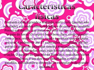 Possuem cabeça grande e redonda, nariz curto (porém não
achatado), e grandes olhos redondos e de coloração azulada.
 Possui um detalhe nas patas, por isso muitos o chamam de
  "o gato de luvas".O corpo é bege bem claro, contrastando
  com a face, orelhas, pernas, cauda e genitais que são mais
  escuras e podem ter até 17 colorações permitidas. Ele faz
 parte do grupo de gatos que ostenta marcação branca nos
   pés. São as chamadas luvas, cujo formato ideal desafia a
criação. O padrão do Sagrado da Birmânia, ressaltam vários
     especialistas, é um dos mais detalhados e rígidos da
 gatofilia, dificultando a obtenção de exemplares de grande
                           qualidade.
 