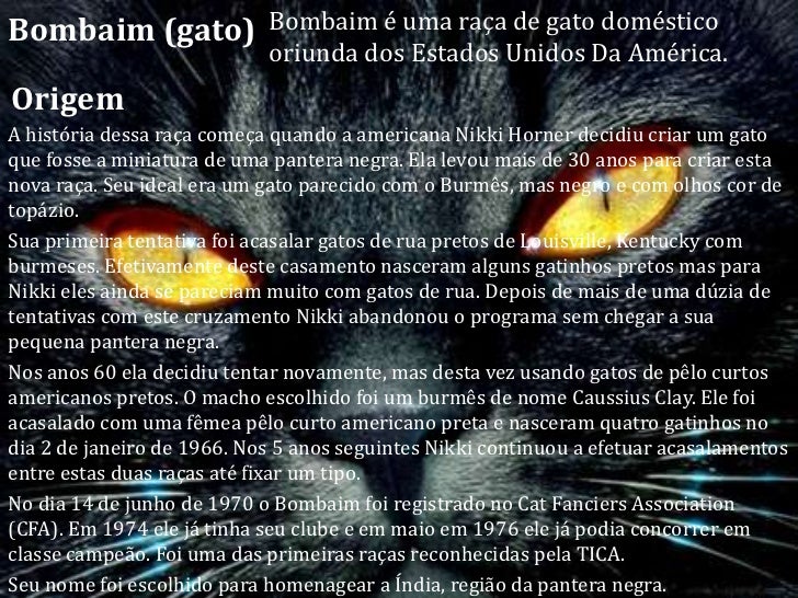 Resultado de imagem para Bombaim(gato)