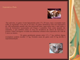 Expectativa e Porte Em cativeiro, os gatos vivem tipicamente entre 15 e 20 anos, mas o exemplar mais velho já registrado viveu até os 36 anos. Os gatos domésticos têm sua expectativa de vida aumentada quando não têm permissão para vagar pelas ruas, o que reduz o risco de ferimentos ocasionados por brigas e acidentes, bem como quando são castrados, o que também reduz os risco de incidência de câncer de testículos e ovários. Gatos selvagens vivendo em ambientes urbanos têm expectativa de vida de 2 anos ou menos. Os gatos geralmente pesam entre 2.5 e 7 kg, embora alguns exemplares podem exceder 11 kg. Existem casos de gatos com 23 kg devido à superalimentação. 