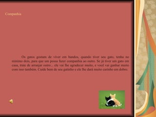 Companhia Os gatos gostam de viver em bandos, quando tiver seu gato, tenha no mínimo dois, para que um possa fazer companhia ao outro. Se já tiver um gato em casa, trate de arranjar outro... ele vai lhe agradecer muito, e você vai ganhar muito com isso também. Cuide bem de seu gatinho e ele lhe dará muito carinho em dobro. 