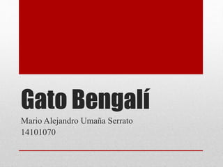 Gato Bengalí
Mario Alejandro Umaña Serrato
14101070
 