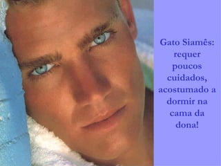 Gato Siamês: requer poucos cuidados, acostumado a dormir na cama da dona! 