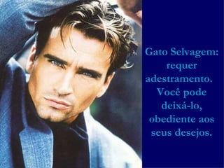 Gato Selvagem: requer adestramento.  Você pode deixá-lo, obediente aos seus desejos. 