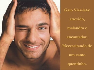 Gato Vira-lata: atrevido, malandro e encantador. Necessitando de um canto quentinho. 