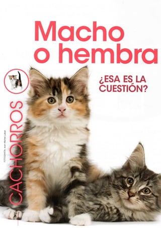 ¿Qué adopto, gatito o gatita?