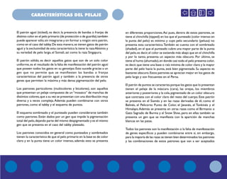 CARACTERÍSTICAS DEL PELAJE
El patrón agutí (ticked), es decir, la presencia de bandas o franjas de
distinto color en el pelo primario (de protección o de guardia),también
puede aparecer sólo,sin integrarse y sin formar a ningún otro patrón,
como en el caso del tabby.De esta manera,se tienen gatos de patrón
agutí y la exclusividad de esta característica la tiene la razaAbisinio y
su variedad de pelo largo, el Somalí, así como la raza Singapura.
El patrón sólido, es decir aquellos gatos que son de un solo color
uniforme,es el resultado de la falta de manifestación del patrón agutí
que poseen todos los gatos en su genotipo. Esto sucede gracias a un
gen que no permite que se manifiesten las bandas o franjas
características del patrón agutí y también a la presencia de otros
genes que permiten la máxima y más densa pigmentación del pelo.
Los patrones particolores (multicolores y bicolores), son aquellos
que presentan un pelaje compuesto de un“mosaico” de manchas de
distintos colores,que a su vez se presentan con una distribución muy
diversa y a veces compleja.Además pueden combinarse con otros
patrones, como el tabby y el esquema de puntos.
El esquema sombreado y el punteado pueden considerarse también
como patrones. Están dados por un gen que impide la pigmentación
total del pelo,dejando parte del mismo despigmentado y es el mismo
gen que se presenta en el caso del tabby plateado.
Los patrones conocidos en general como punteados y sombreados
tienen la característica de que el pelo primario en la base es de color
claro y en la punta tiene un color intenso, además esto se presenta
en diferentes proporciones.Así pues, dentro de estos patrones, se
tiene al chinchilla (tipped) en los que el punteado (color intenso en
la punta del pelo) es mínimo y cuyo pelo secundario (pelusa) no
presenta esta característica.También se cuenta con el sombreado
(shaded),en el que el punteado cubre una mayor parte de la punta
del pelo,es decir,el color se extiende más abajo que en el chinchilla
y por lo tanto, presenta un aspecto más obscuro. Por último, se
tiene al humo (ahumado),en donde casi todo el pelo presenta color,
es decir,que tiene una base o raíz mínima de color claro y la mayor
parte del pelo hacía la punta, está bien pigmentada. Su aspecto es
bastante obscuro.Estos patrones se aprecian mejor en los gatos de
pelo largo y son frecuentes en el Persa.
El patrón de puntos se caracteriza porque los gatos que lo presentan
tienen el pelaje de la máscara (cara), las orejas, los miembros
anteriores y posteriores y la cola,pigmentado de un color obscuro
que contrasta con el color claro del resto del cuerpo. Este patrón
se presenta en el Siamés y en las razas derivadas de él, como el
Balinés, el Pelicorto Punto de Color, el Javanés, el Tonkinés y el
Himalayo.Además se presenta en otras razas como el Birmanio o
Gato Sagrado de Burma y el Snow Shoe, pero en ellas también se
presenta un gen que se manifiesta con la aparición de manchas
blancas en las patas.
Todos los patrones son la manifestación o la falta de manifestación
de genes específicos y pueden combinarse entre sí, sin embargo,
para la mayoría de las razas se tienen bien determinados los patrones
y las combinaciones de estos patrones que van a ser aceptados
 