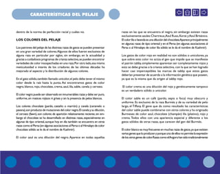 CARACTERÍSTICAS DEL PELAJE
dentro de la norma de perfección racial y cuáles no.
LOS COLORES DEL PELAJE
Los patrones del pelaje de las distintas razas de gatos se pueden presentar
en una gran variedad de colores.Algunos de ellos fueron exclusivos de
alguna raza en particular por siglos, sin embargo, en la actualidad y
gracias a cuidadosos programas de crianza selectiva,se pueden encontrar
variedades de color insospechadas en una raza.Por otro lado,esa misma
meticulosidad e interés de los criadores de las últimas décadas ha
mejorado el aspecto y la distribución de algunos colores.
En el gato sólido,también llamado unicolor,el pelo debe tener el mismo
color desde la raíz hasta la punta. Así encontramos gatos de color
negro, blanco, rojo,chocolate, crema, azul,lila,sable, canela y cervato.
Elcolornegropuedeserobservadoeninnumerablesrazasydebeserpuro,
uniforme,sin matices rojizos ni grises y sin la presencia de pelos blancos.
Los colores chocolate (pardo, castaño o marrón) y canela (caramelo o
pavana),sonproductodemutacionesdelcolornegro.Elcanelaysudilución,
el cervato (fawn),son colores de aparición relativamente reciente,sin em-
bargo el chocolate se ha desarrollado en distintas razas,especialmente en
algunas de tipo oriental,aunque hoy en día también se encuentra en otras
razascomoelPersa(enalgunasasociacionesalPersaoalHimalayodecolor
chocolate sólido se le da el nombre de Kashmir).
El color azul es una dilución del negro. Aparece en todas aquellas
razas en las que se encuentra el negro, sin embargo existen razas
exclusivamente azules:Chartreux,Azul Ruso,Korat yAzul Británico.
Elcolorlilaolavandaesunadilucióndelchocolate.Apareceprincipalmente
en algunas razas de tipo oriental y en el Persa (en algunas asociaciones al
Persa o al Himalayo de color lila sólido se le da el nombre de Kashmir).
Los gatos de color rojo en realidad no son sólidos o unicolores,ya
que sobre este color no actúa el gen que impide que se manifieste
el patrón tabby,simplemente aparentan ser completamente rojos y
esto se debe gracias a la crianza selectiva, con la que se han logrado
hacer casi imperceptibles las marcas de tabby que estos gatos
deberían presentar de acuerdo a la información genética que poseen,
ya que es la misma que da origen al tabby rojo.
El color crema es una dilución del rojo y genéticamente tampoco
es un verdadero sólido o unicolor.
El color sable es un café (pardo, sepia o foca) muy obscuro y
uniforme. Es exclusivo de la raza Burmés y de su variedad de pelo
largo, el Tiffany. El gene que da como resultado las características
del color sable puede combinarse con otros colores y ha originado
Burmeses de color azul, chocolate (champán) lila (platino), rojo y
crema. Todos ellos con una apariencia especial y diferente a los
gatos sólidos de otras razas, que carecen del gen del Burmés.
Elcolorblancoesmuyfrecuenteenmuchasrazasdegatos,yaqueexisten
variosgenesqueloproducenyporqueunodeellosnopermitelaexpresión
delosotrosgenesdecolor.RazascomoelAngorahansidotradicionalmente
 
