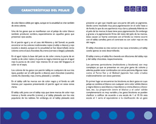 CARACTERÍSTICAS DEL PELAJE
de color blanco sólido por siglos, aunque en la actualidad se crían también
de otros colores.
Uno de los genes que se manifiestan con el pelaje de color blanco
también producen sordera, especialmente en aquellos gatos que
presentan ojos azules.
En el patrón agutí y en el caso del Abisinio y del Somalí, se puede
encontrar en los colores tradicionales:rojizo (ruddy o clásico) y rojo
(canela o alazán), aunque en la actualidad se han desarrollado otros
colores como el azul,chocolate,lila,crema (cervato o beige) y plateado.
En el agutí rojizo, la base del pelo es de color crema, la parte de en
medio es de color rojizo y la punta es negra,mientras que en el agutí
rojo la punta es de color rojo intenso. En el caso del Singapura, el
color es el sepia.
Los colores de los gatos con patrón tabby, en cualquiera de sus tres
tipos, pueden ser el café (pardo o ébano), azul, chocolate (castaño),
canela, lila (lavanda), rojo, crema, plateado y camafeo.
En el tabby café las marcas son de color negro y el fondo es café
intenso, por supuesto presentando el patrón agutí en estas zonas
claras.
El tabby café,junto con el tabby rojo,que tiene marcas de color rojo
intenso y fondo amarillo (crema), y el tabby plateado son los más
populares de los tabbies. Sin embargo, en el tabby plateado está
presente un gen que impide que una parte del pelo se pigmente,
dando como resultado muy poca pigmentación en el color base o
de fondo,lo que da una apariencia muy clara y plateada.Además en
el pelo de las marcas,la base tiene poca pigmentación.Sin embargo
y gracias a la pigmentación firme del resto del pelo de las marcas,
éstas causan un fuerte contraste con el fondo. Lo mismo ocurre
con el tabby camafeo, pero el contraste es con color rojo en vez
del negro.
El tabby chocolate es más común en las razas orientales y el tabby
canela apenas se está desarrollando.
El tabby crema y el tabby lila o lavanda son diluciones del tabby rojo
y del tabby chocolate, respectivamente.
Los patrones particolores (multicolores y bicolores) son muy
complejos ya que se presentan en una gran gama de colores y
además,pueden estar combinados con otros patrones.Algunas razas
como el Turco Van y el Bobtail Japonés han sido criados
tradicionalmente con estos patrones.
En primer lugar se encuentran los bicolores,es decir gatos en cuyo
pelaje se combina el blanco con cualquier otro color sólido:blanco
y negro,blanco y azul,blanco y rojo,blanco y crema,blanco y choco-
late, etc. La proporción entre el blanco y el color sólido
complementario es muy variable y los gatos bicolores se pueden
clasificar o calificar de acuerdo a una escala de 1 al 10. En esta
escala el 1 sería el equivalente o la clasificación de un gato
 
